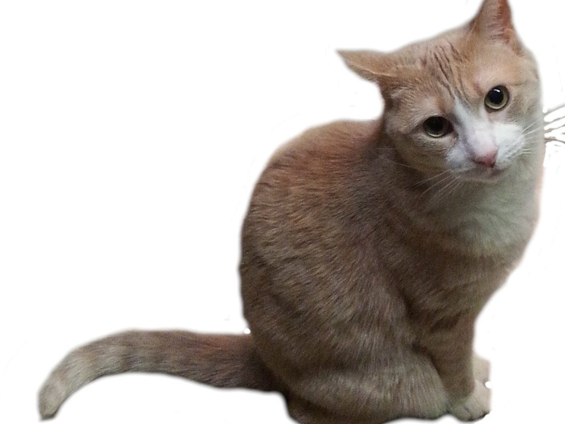 Skippy Dippy Doo (Dippy for short)