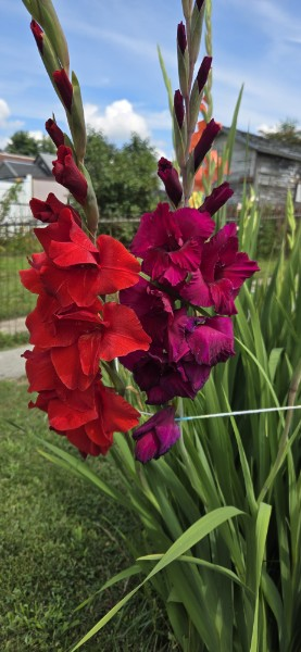 Gladiolas 2025 in Bloom